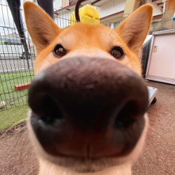 Buhlyash