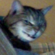 ������ ������������ AngryCat121