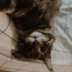 snafususfu