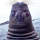 ������ ������������ loljpop