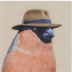 MrDree