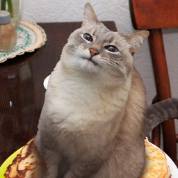 Blinicat