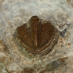 JopaTrilobita