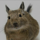   VDegu