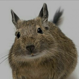 VDegu