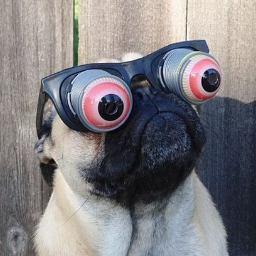 disco.pug