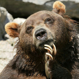 Timofeusbear