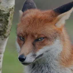 Foxpiligrim
