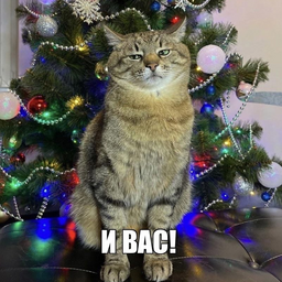 miaviama