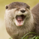 Аватар пользователя OttoTheOtter
