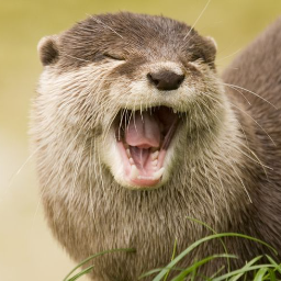 OttoTheOtter