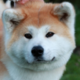   SamuraiAkitaInu