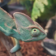 ������ ������������ DragonCinnabon