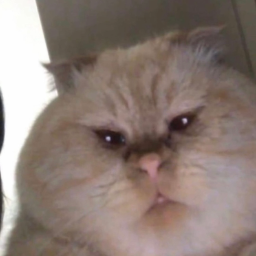 stanleygets