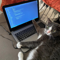 Кот разработчик