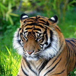 TigerShe