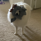 ������ ������������ MariaKoma