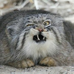 Gatosalvaje