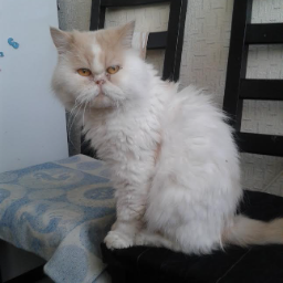Raistloko