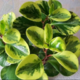   peperomia