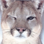 PUMA31