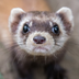 XOPEK.BOHIO4KA