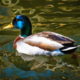 ������ ������������ SunlightDuck