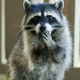 ������ ������������ TheRaccoonMan