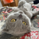 ������ ������������ rayleeotto