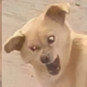������ ������������ VSvr