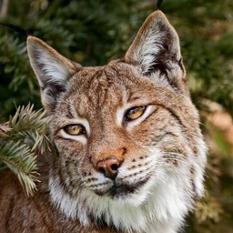 WhitedLynx