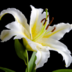 FlosLilium