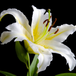 FlosLilium