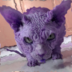 gato.esfarrapado