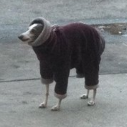 LordBeaver