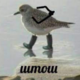������ ������������ vuoristolintu