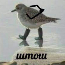vuoristolintu