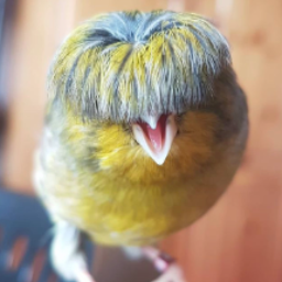 DisaCatta
