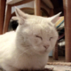 ������ ������������ CatSiberian
