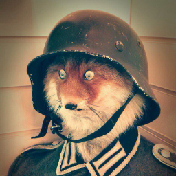 Котик в каске военной