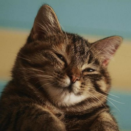 Довольный Котенок Фото
