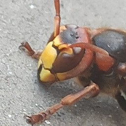 ScrappieCoCo