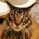 ������ ������������ Afon83