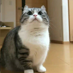 lowlif3