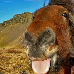 awesomehorse