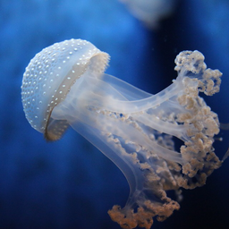 cnidarian