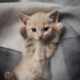 ������ ������������ LionSam