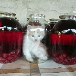 KatMi