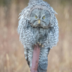 GreatGreyOwl