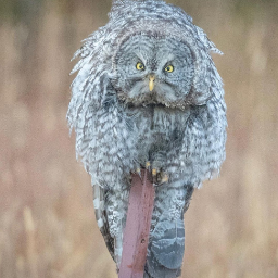 GreatGreyOwl